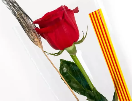 Rosas Sant Jordi